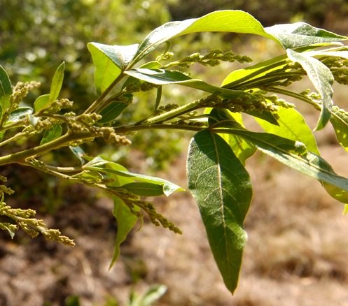 Searsia pyroides var. pyroides