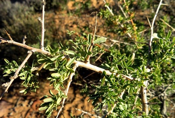 Searsia pyroides var. pyroides spiny branchlets