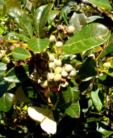 Searsia tomentosa fruit