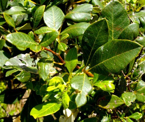 Searsia tomentosa