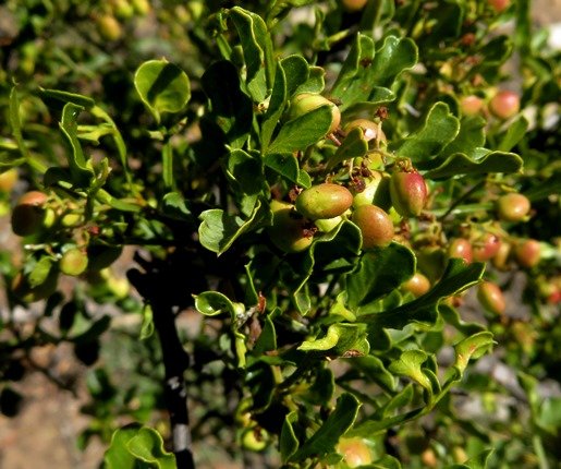 Searsia undulata leaves and fruit