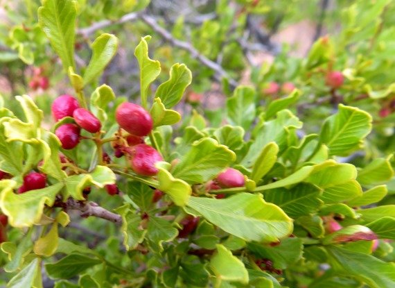 Searsia undulata tapering leaf bases
