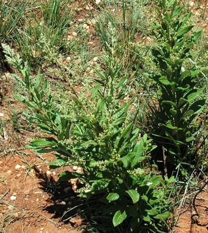 Searsia discolor