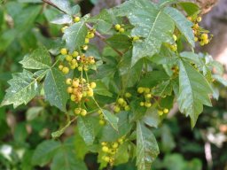 Searsia dentata