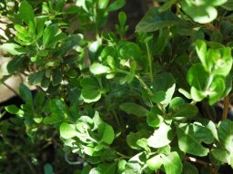 Searsia lucida