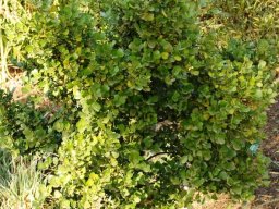 Searsia undulata more shrub than tree