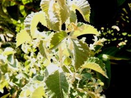 Searsia batophylla stem-tip