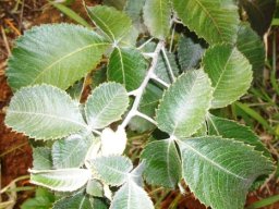Searsia batophylla