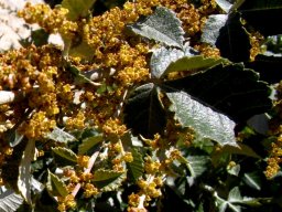Searsia batophylla flowers
