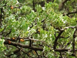 Searsia burchellii fruit