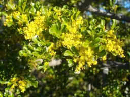 Searsia burchellii flowering