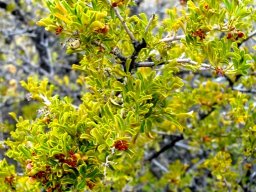 Searsia burchellii of another leaf colour