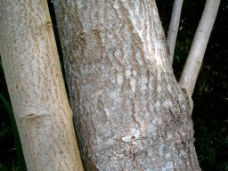 Searsia chirindensis stems