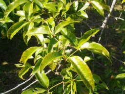 Searsia chirindensis
