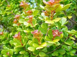 Searsia crenata, the dune crow-berry