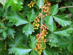Searsia dentata in fruit