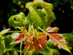 Searsia dentata new growth