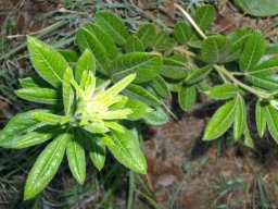 Searsia discolor