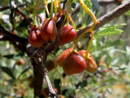 Searsia dissecta fruit