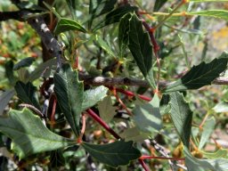 Searsia dissecta leaves
