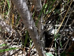 Searsia dissecta stems