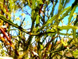 Searsia erosa, the broom karee
