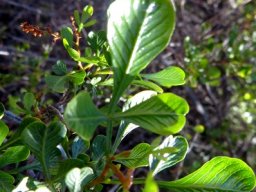 Searsia glauca fishbone-like veins
