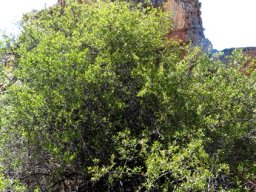 Searsia glauca dense shrub