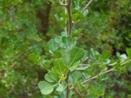 Searsia glauca, sparse, notched leaves
