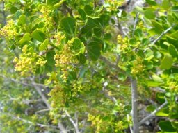 Searsia glauca stems