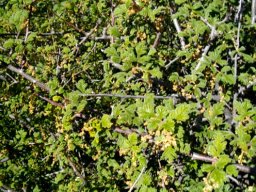 Searsia incisa var. incisa
