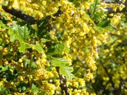 Searsia incisa var. incisa
