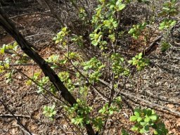 Searsia incisa var. effusa resprouted after fire