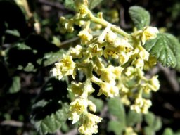 Searsia incisa var. effusa open flowers