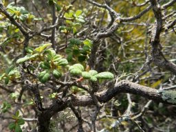 Searsia incisa var. effusa old branches