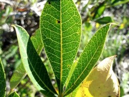 Searsia laevigata var. laevigata forma laevigata leaf