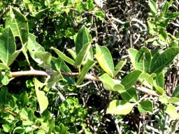 Searsia laevigata var. laevigata forma laevigata branch