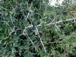 Searsia longispina