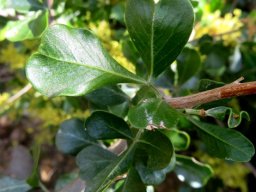 Searsia lucida leaflet notching and other shapes