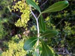 Searsia lucida flowers