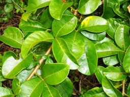 Searsia nebulosa leaves