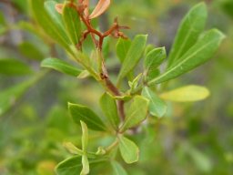 Searsia fastigata