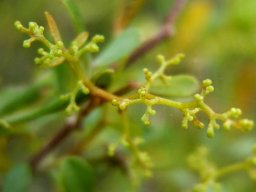 Searsia fastigata inflorescence