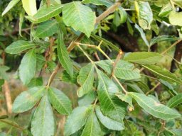 Searsia pyroides leaves