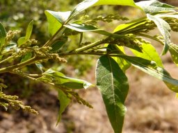 Searsia pyroides var. pyroides