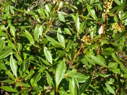 Searsia angustifolia leaves