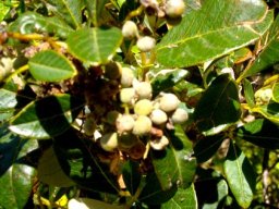 Searsia tomentosa fruit