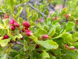 Searsia undulata tapering leaf bases