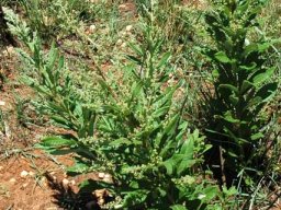 Searsia discolor