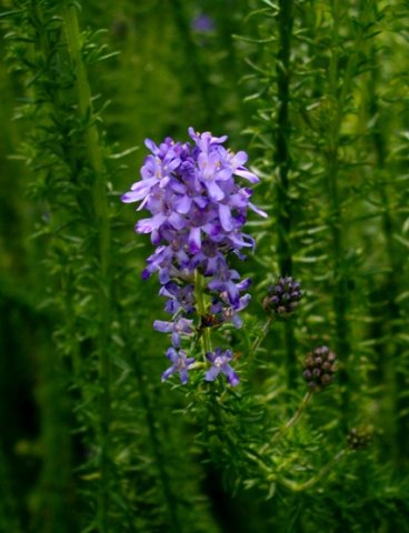 Selago canescens flowers and buds
